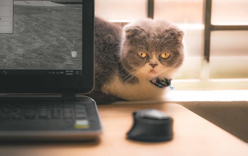 A cat lurks behind a laptop.